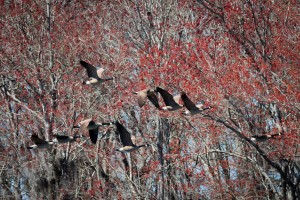 Canada Geese Flying Over the Savannah River in Columbia County 0983